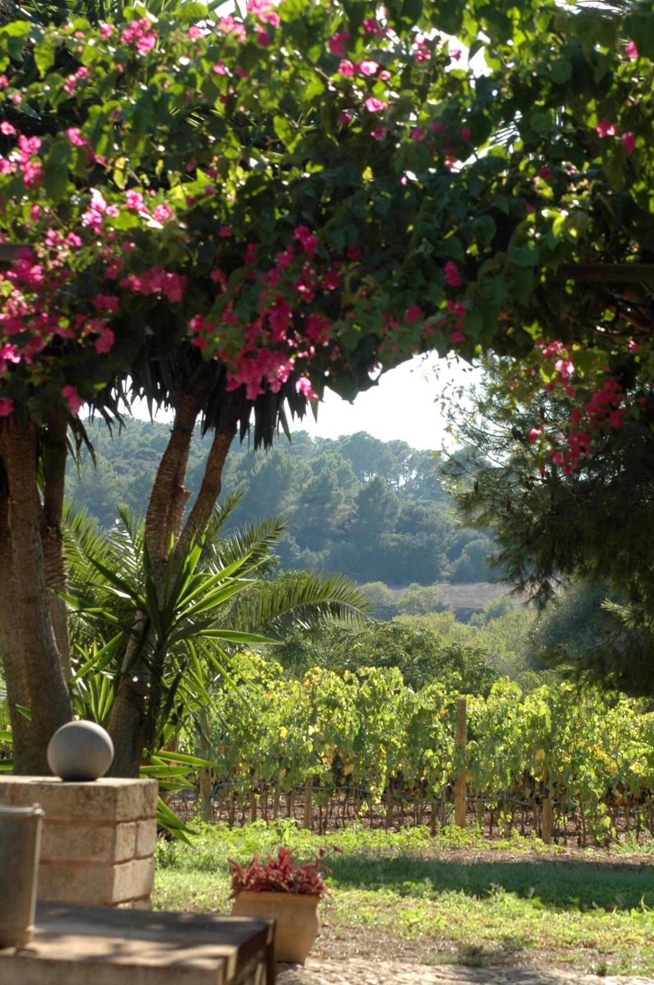 Oliver Moragues Grandhouse & Vineyard 阿尔盖达 外观 照片